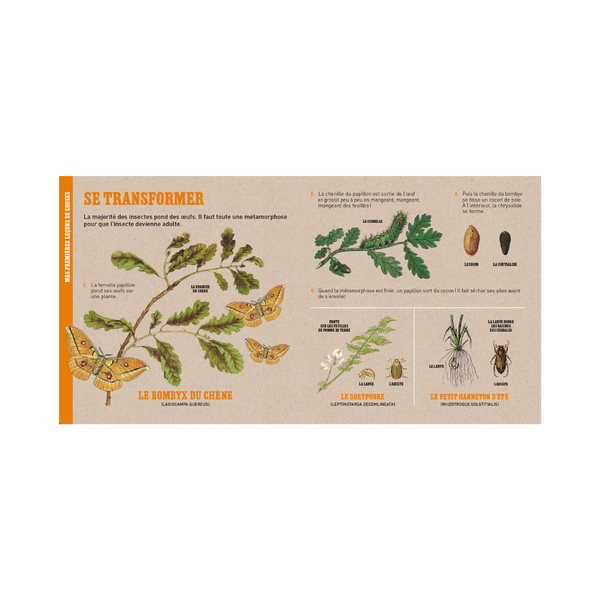Livre L'Abeille et Autres Petits Insectes de Deyrolle